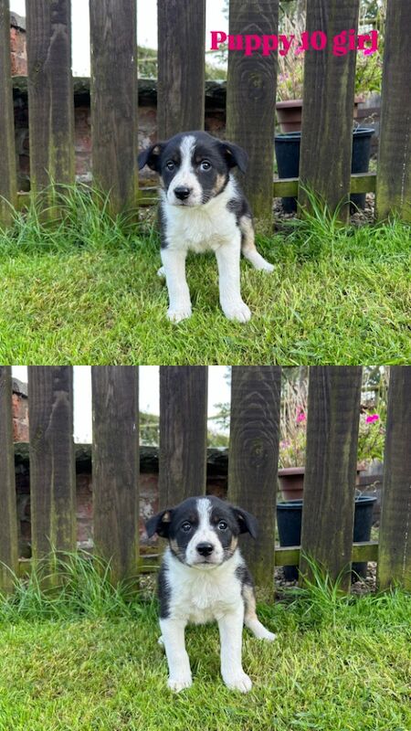 Fluffy Tri Colour Puppies Ready to Go for sale in Welshpool/Y Trallwng, Powys - Image 1