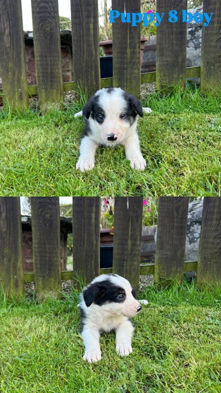 Fluffy Tri Colour Puppies Ready to Go for sale in Welshpool/Y Trallwng, Powys - Image 2