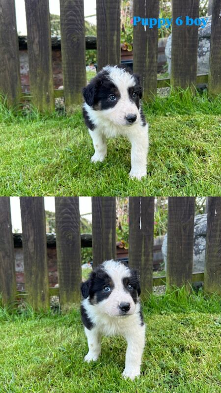 Fluffy Tri Colour Puppies Ready to Go for sale in Welshpool/Y Trallwng, Powys - Image 3