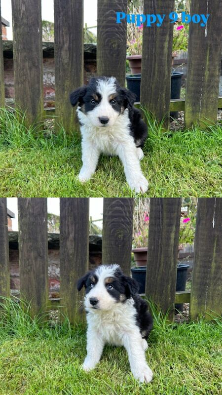 Fluffy Tri Colour Puppies Ready to Go for sale in Welshpool/Y Trallwng, Powys - Image 4