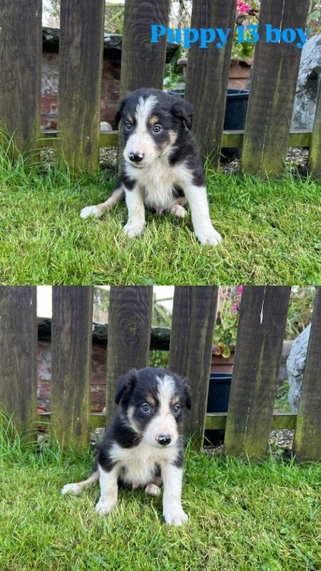 Fluffy Tri Colour Puppies Ready to Go for sale in Welshpool/Y Trallwng, Powys - Image 5