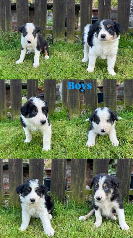 Fluffy Tri Colour Puppies Ready to Go for sale in Welshpool/Y Trallwng, Powys - Image 6