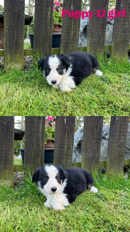 Fluffy Tri Colour Puppies Ready to Go for sale in Welshpool/Y Trallwng, Powys - Image 7