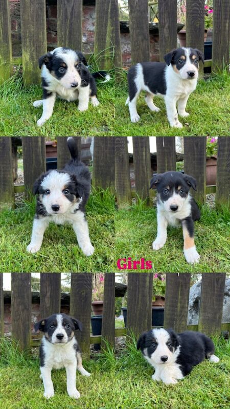 Fluffy Tri Colour Puppies Ready to Go for sale in Welshpool/Y Trallwng, Powys - Image 8