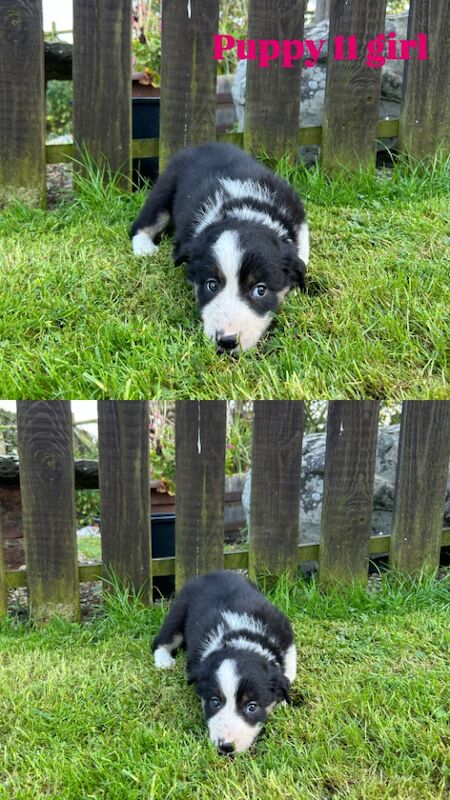 Fluffy Tri Colour Puppies Ready to Go for sale in Welshpool/Y Trallwng, Powys - Image 9