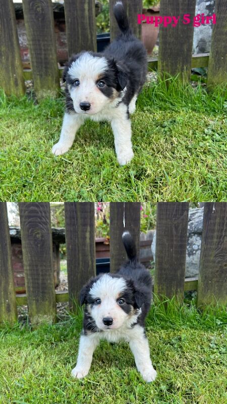 Fluffy Tri Colour Puppies Ready to Go for sale in Welshpool/Y Trallwng, Powys - Image 10