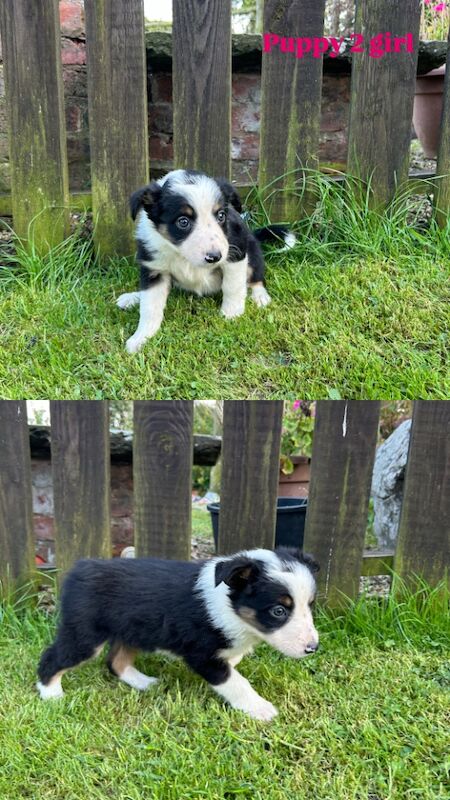 Fluffy Tri Colour Puppies Ready to Go for sale in Welshpool/Y Trallwng, Powys - Image 11