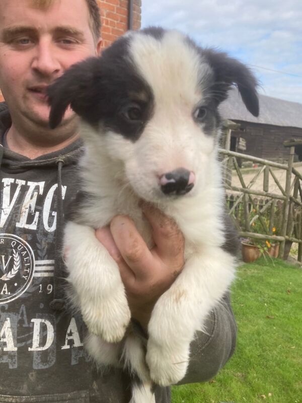 Fluffy Tri Colour Puppies Ready to Go for sale in Welshpool/Y Trallwng, Powys - Image 12