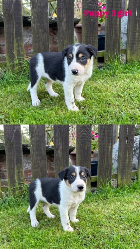 Fluffy Tri Colour Puppies Ready to Go for sale in Welshpool/Y Trallwng, Powys - Image 13