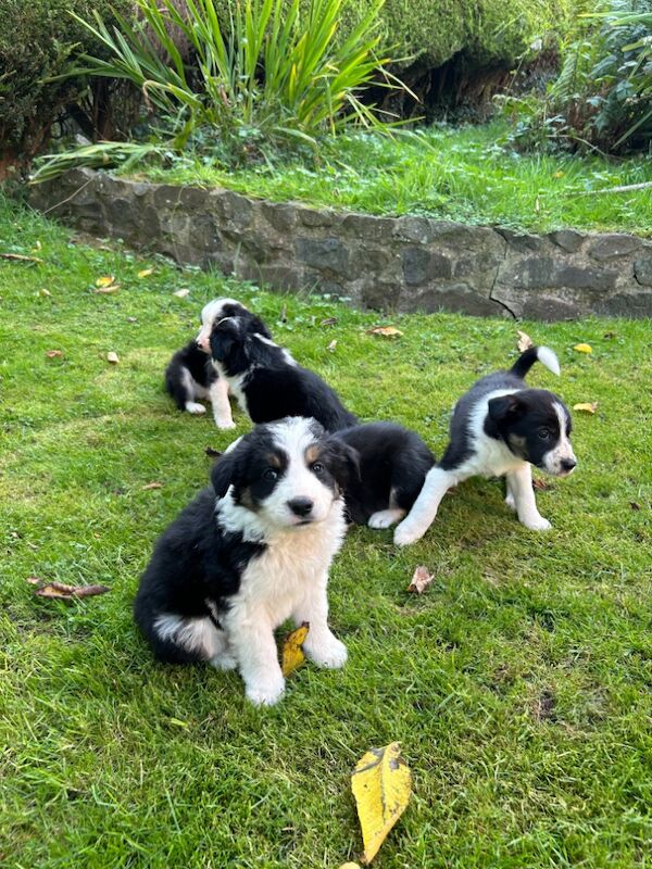 Fluffy Tri Colour Puppies Ready to Go for sale in Welshpool/Y Trallwng, Powys - Image 14