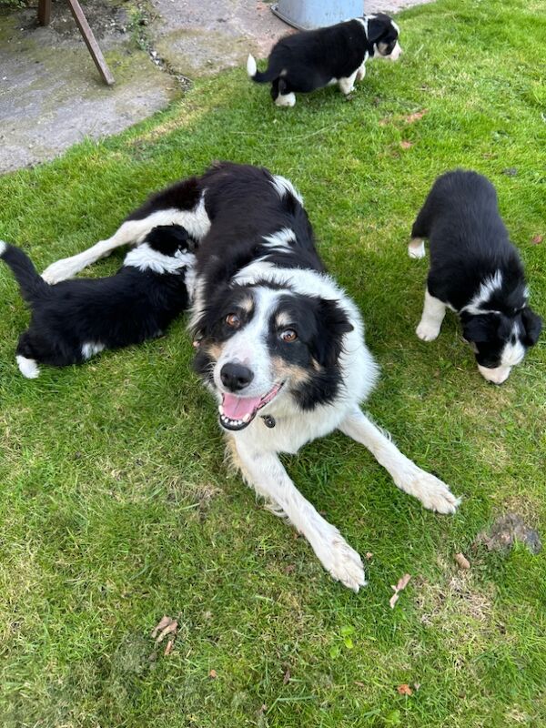 Fluffy Tri Colour Puppies Ready to Go for sale in Welshpool/Y Trallwng, Powys - Image 15