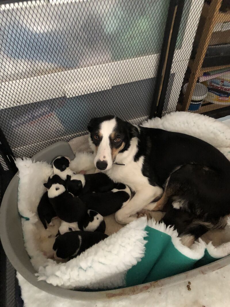 For sale beautiful litter of boarder collie black and white pups for sale in Fareham, Hampshire - Image 1