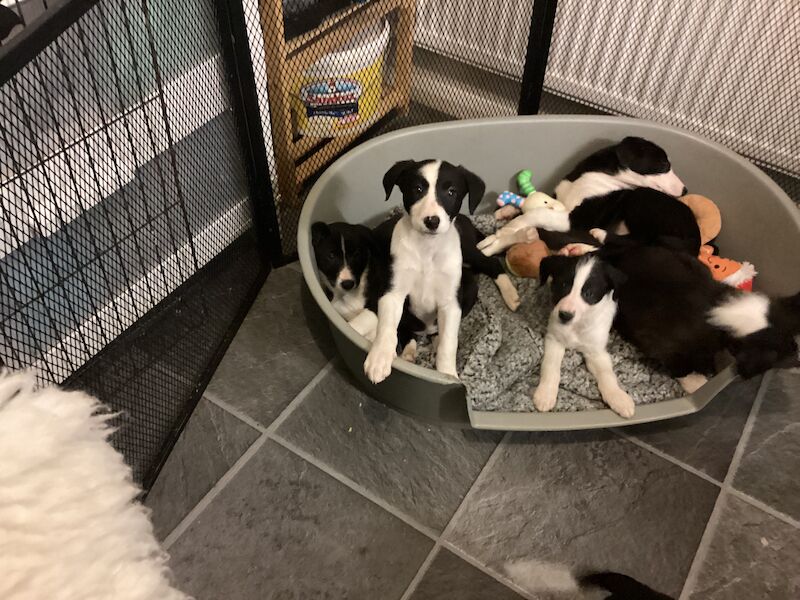 For sale beautiful litter of boarder collie black and white pups for sale in Fareham, Hampshire - Image 2