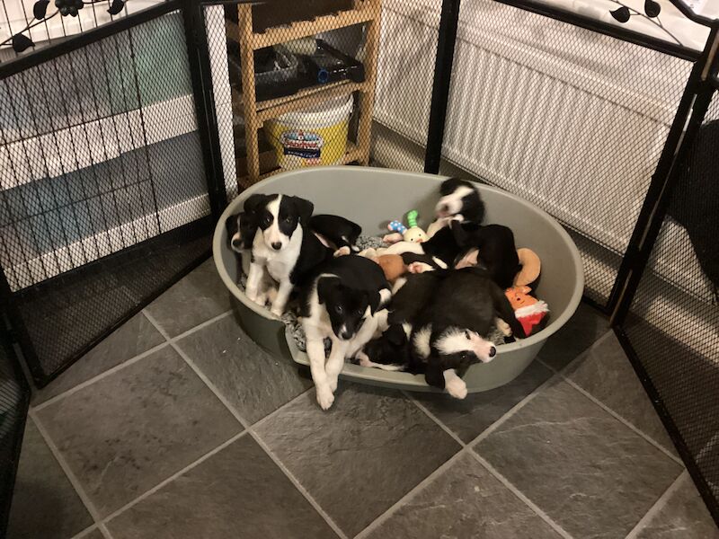 For sale beautiful litter of boarder collie black and white pups for sale in Fareham, Hampshire - Image 3