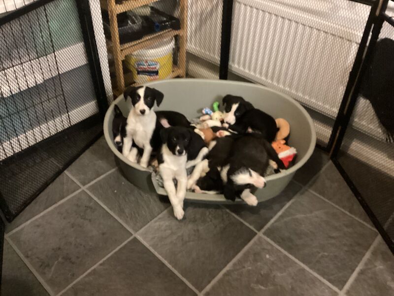 For sale beautiful litter of boarder collie black and white pups for sale in Fareham, Hampshire - Image 4