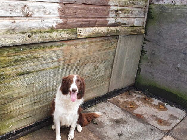 For sale Border collie pups for sale in Lincoln, Lincolnshire