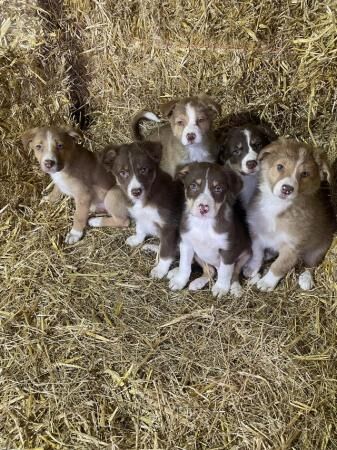 For sale Red and White adorable border collie puppies ready for sale in Abergele, Conwy