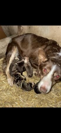 For sale Red and White adorable border collie puppies ready for sale in Abergele, Conwy - Image 2