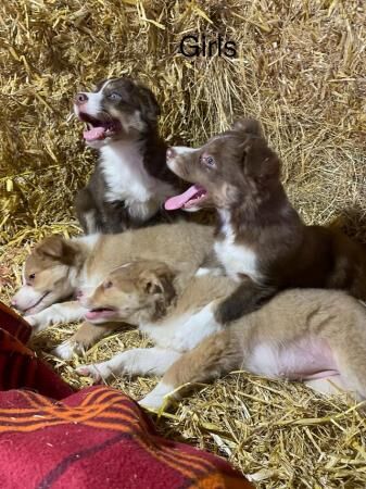 For sale Red and White adorable border collie puppies ready for sale in Abergele, Conwy - Image 3