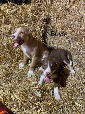 For sale Red and White adorable border collie puppies ready for sale in Abergele, Conwy - Image 4