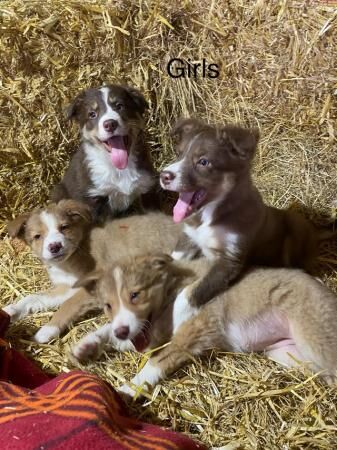 For sale Red and White adorable border collie puppies ready for sale in Abergele, Conwy - Image 5