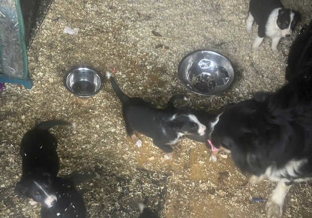 Four gorgeous border collie's puppies for sale in Oxted, Surrey