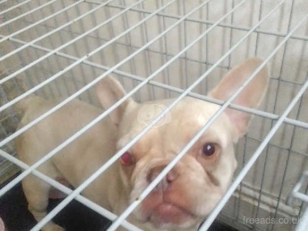 French bulldog for sale in Carlisle, Cumbria