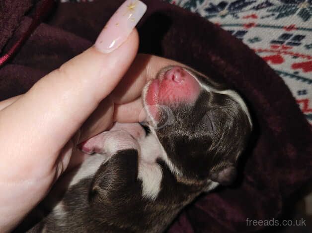 Full border collie pups for sale in Runcorn, Cheshire