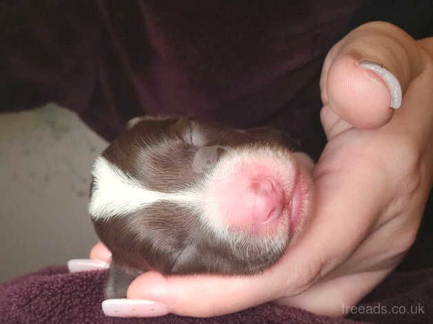 Full border collie pups for sale in Runcorn, Cheshire - Image 2