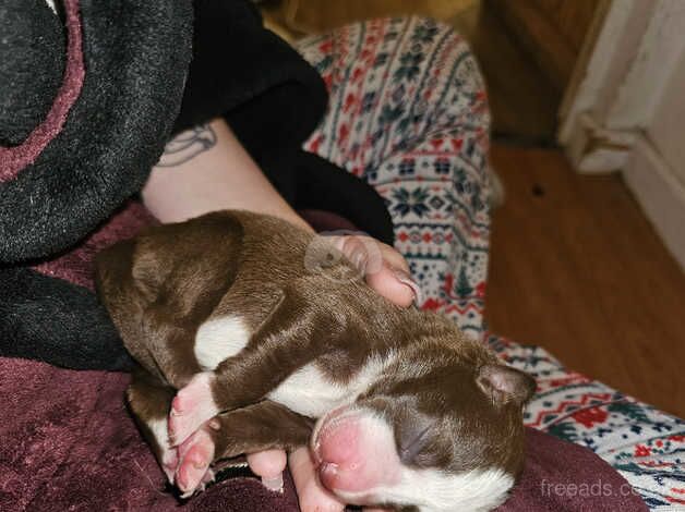 Full border collie pups for sale in Runcorn, Cheshire - Image 4