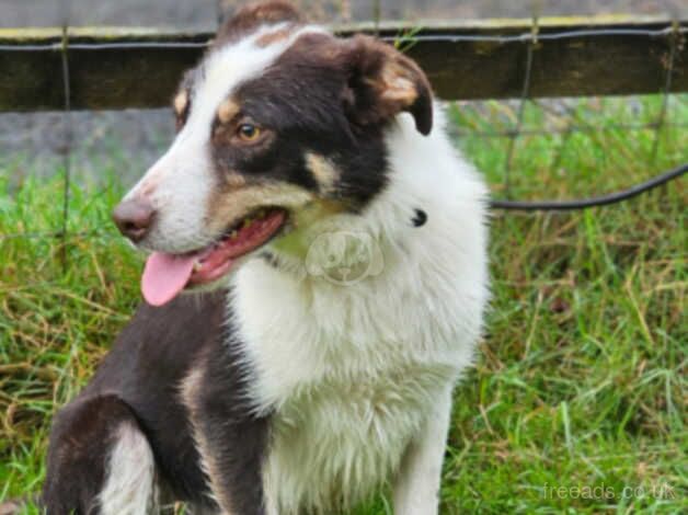 GLEN for sale in Brecon/Aberhonddu, Powys