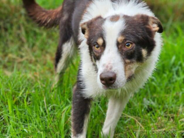 GLEN for sale in Brecon/Aberhonddu, Powys - Image 3