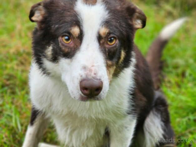 GLEN for sale in Brecon/Aberhonddu, Powys - Image 4