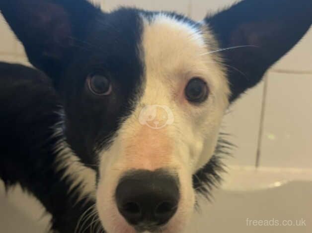 Gorgeous border collie for sale in Stockton-on-Tees, County Durham