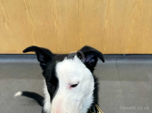 Gorgeous border collie for sale in Stockton-on-Tees, County Durham - Image 2