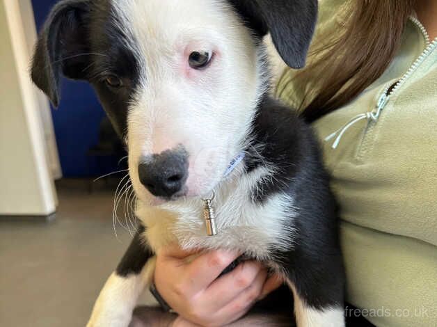 Gorgeous border collie for sale in Stockton-on-Tees, County Durham - Image 3