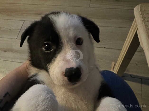 Gorgeous border collie for sale in Stockton-on-Tees, County Durham - Image 4