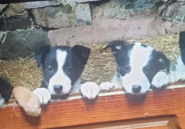 Gorgeous Border Collie Puppies for sale in Llanrwst, Conwy