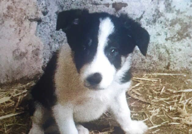 Gorgeous Border Collie Puppies for sale in Llanrwst, Conwy - Image 2