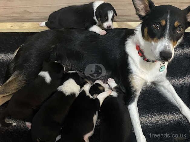 Gorgeous Border collie puppies x5 for sale in Norwich, Norfolk