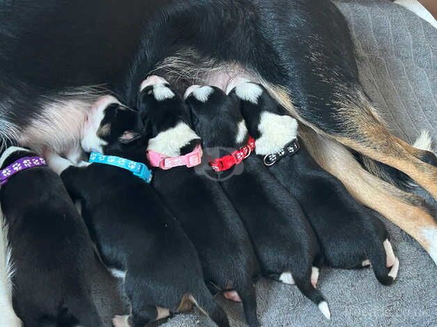 Gorgeous Border collie puppies x5 for sale in Norwich, Norfolk - Image 4