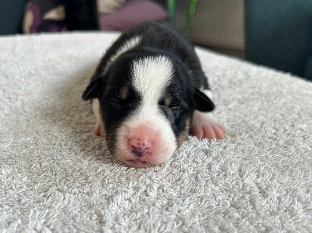 Gorgeous Border collie puppies x5 for sale in Norwich, Norfolk - Image 5