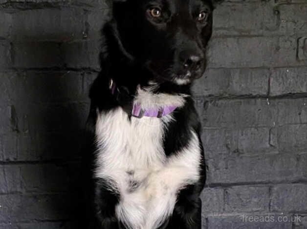 Gorgeous Border Collie X Kelpie for sale in Beccles, Suffolk - Image 1