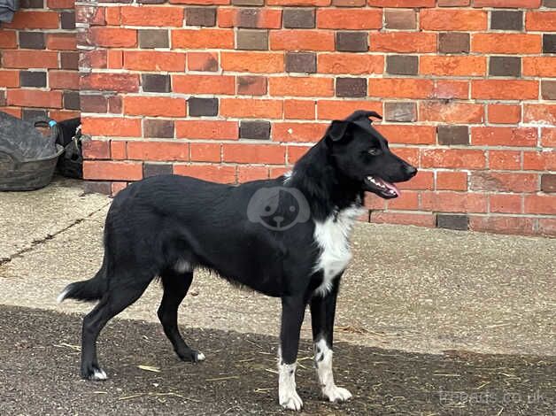 Gorgeous Border Collie X Kelpie for sale in Beccles, Suffolk - Image 2