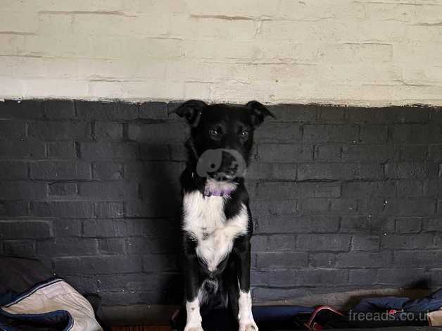 Gorgeous Border Collie X Kelpie for sale in Beccles, Suffolk - Image 3