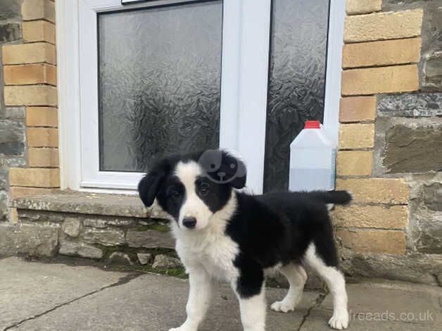 Gorgeous Border Collies for sale in Llandrindod Wells, Powys