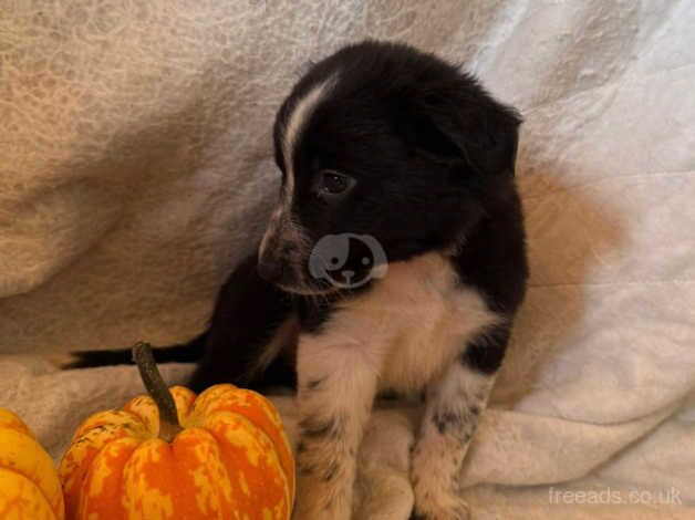 Gorgeous health checked Border Collie Puppies for sale in Cheddar, Somerset - Image 1