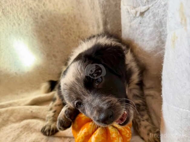 Gorgeous health checked Border Collie Puppies for sale in Cheddar, Somerset - Image 2