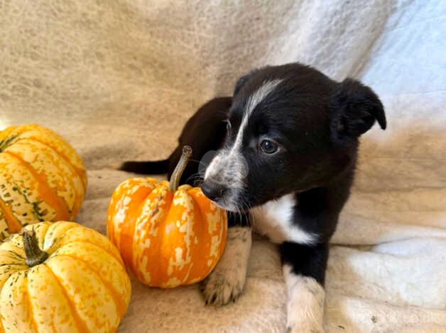 Gorgeous health checked Border Collie Puppies for sale in Cheddar, Somerset - Image 3