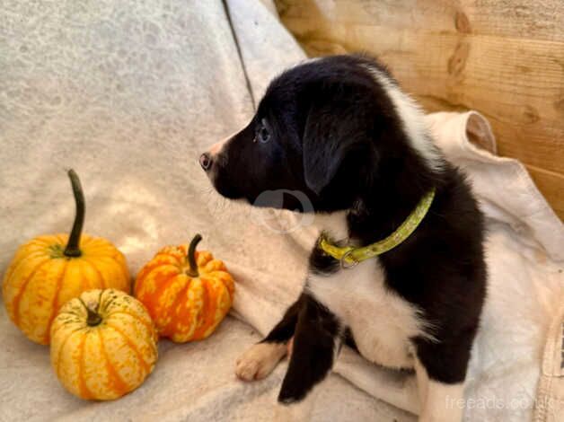 Gorgeous health checked Border Collie Puppies for sale in Cheddar, Somerset - Image 5